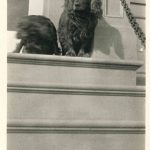 Two Dogs on Mission Room Steps
