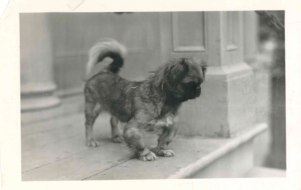 Photo of dog on Mission room steps