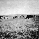Cows on the Dyke