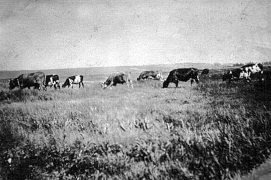 Cattle on the dyke