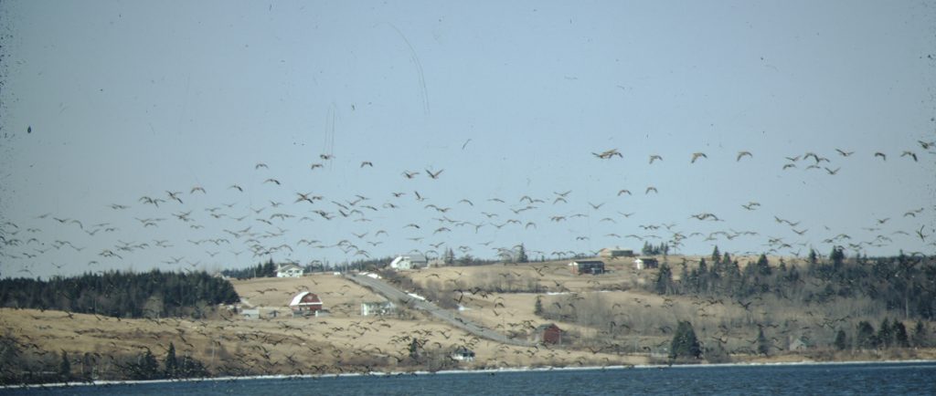 Canada Geese flying over water