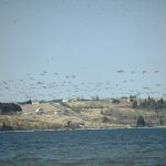 Canada Geese Fly over Long Hill