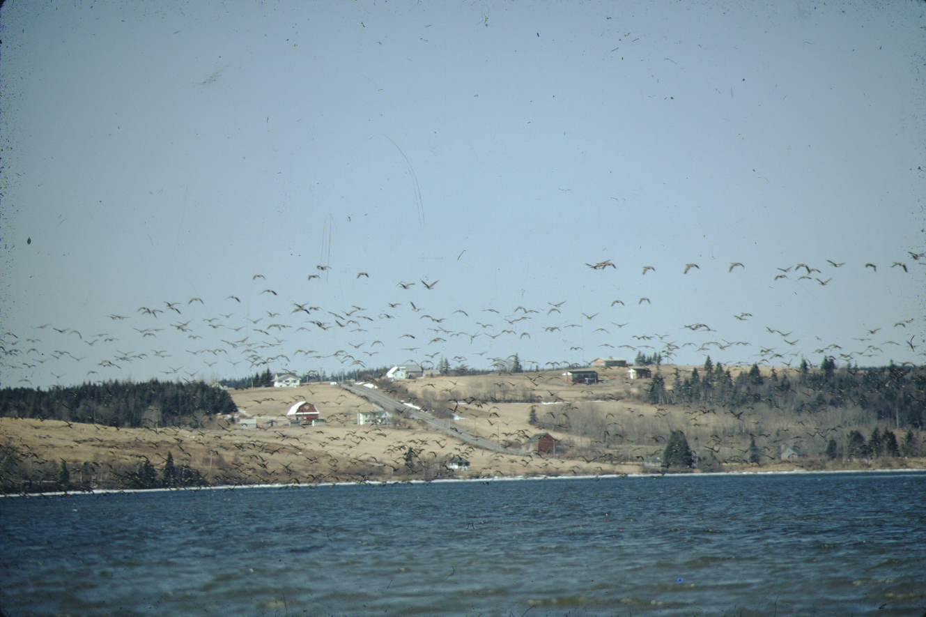 Canada Geese flying over water