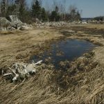 Salt Marsh in Spring