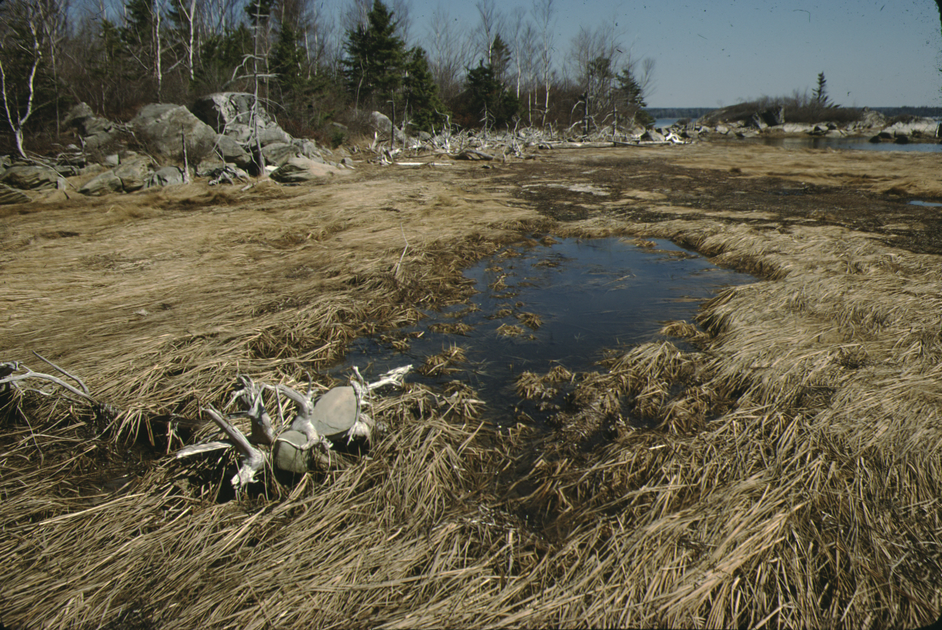 The salt marsh in Spring