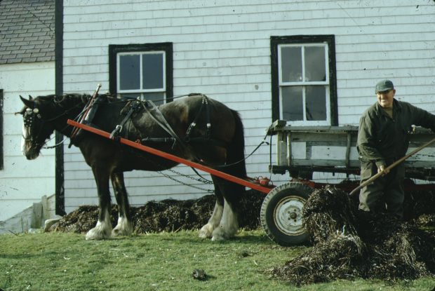 Wilfred Bissett unloads Eel grass from his wagon