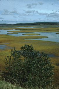 Marshes in Chezzetcook