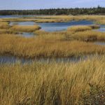 Salt Marsh, Cole Harbour