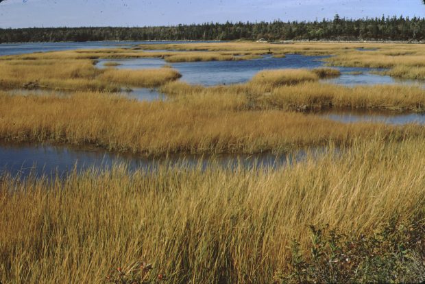 The salt marsh