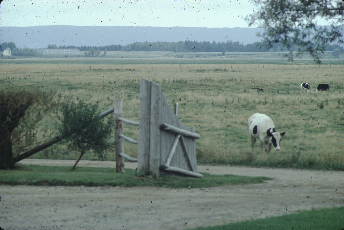 Dyked farmland with cattle