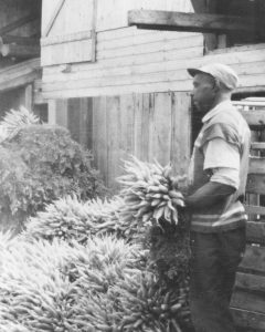 Percy Ernst washing carrots