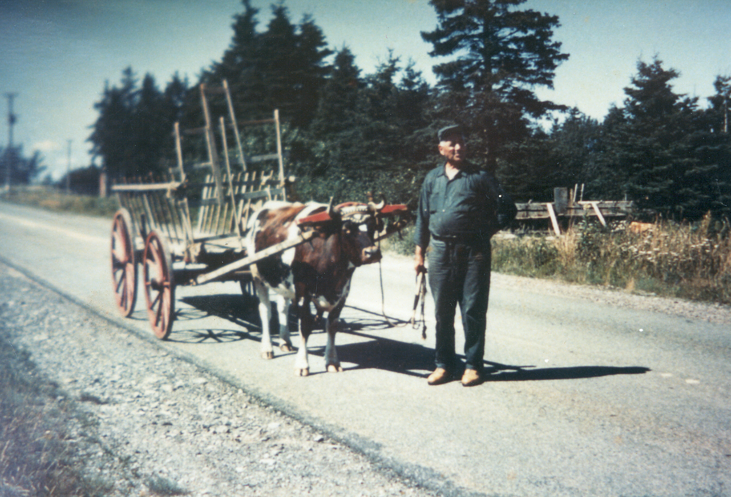 John LaPierre with an ox on a road
