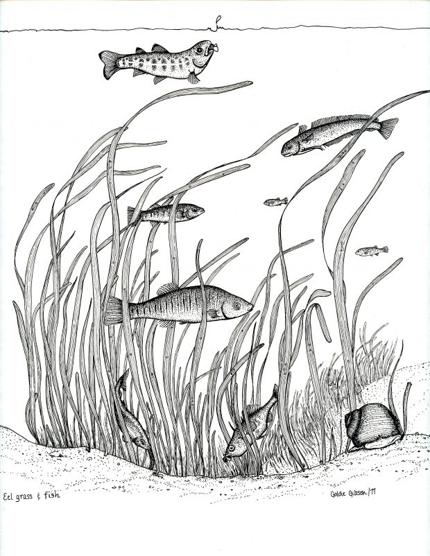 A hand drawing of Salt Marsh fish