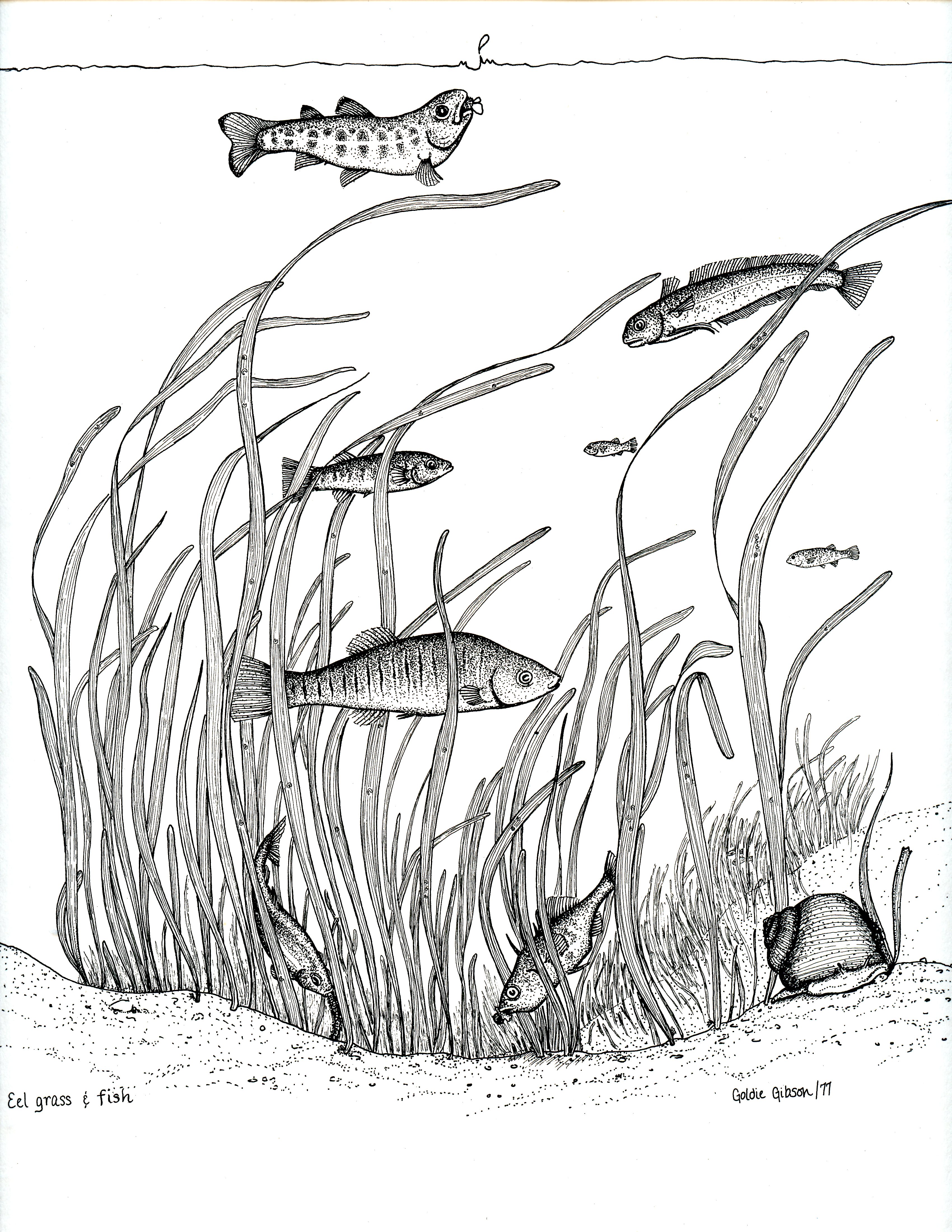 A hand drawing of Salt Marsh fish