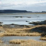 Salt Marsh Towards Lawrencetown