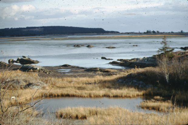 The Cole Harbour salt marsh
