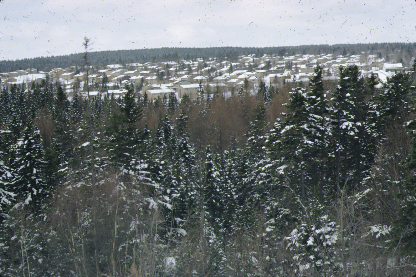 A view of trees with backdrop of housing development