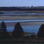 Salt Marsh at Low Tide