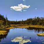 Part of the Salt Marsh