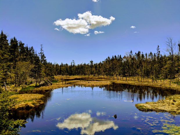 The Salt Marsh and trees on a sunny day