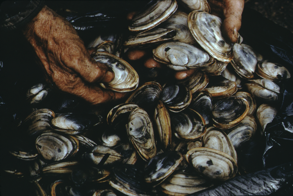 Hands washing clams