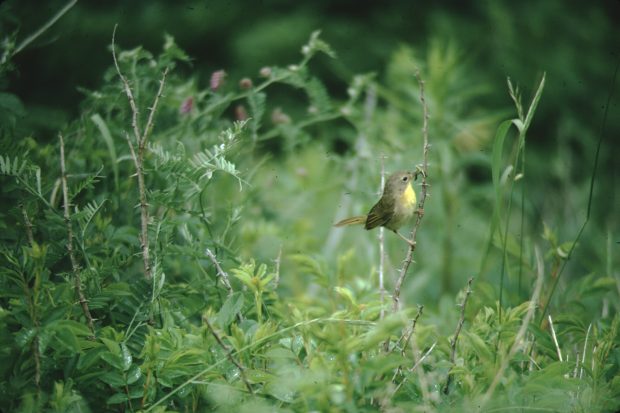 A common yellowthroat in the marsh