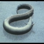 Eel Fishing
