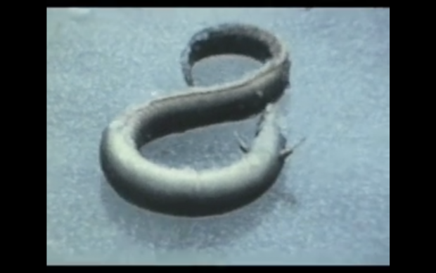 An eel on ice