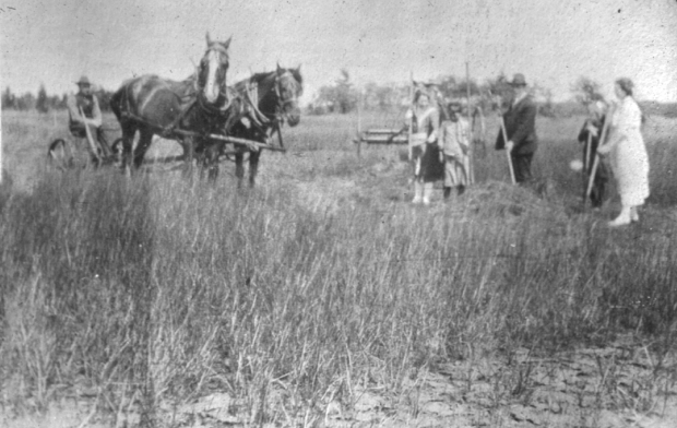 A group of people cutting hay, with one person seated on a horse-drawn mower