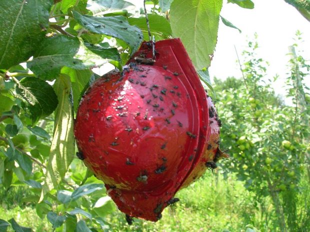 Sticky ball to catch fruit flies
