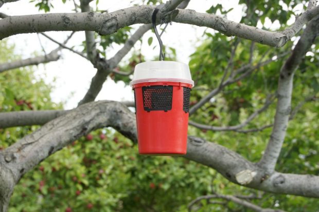 Insect trap hanging from a tree branch