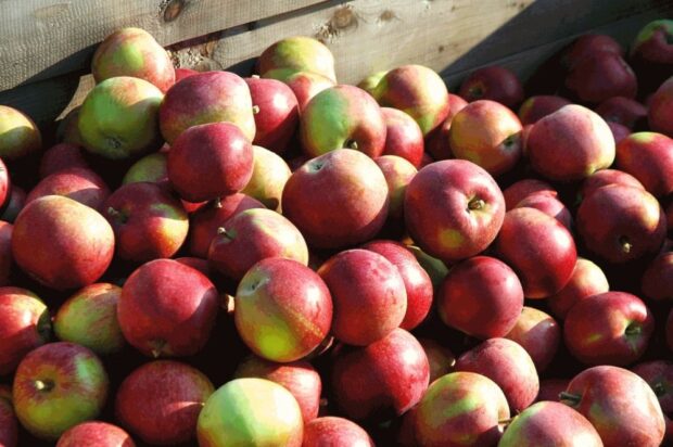 Apples in a wooden crate