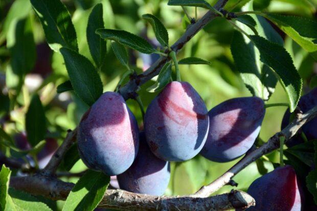Damascus plums on a branch