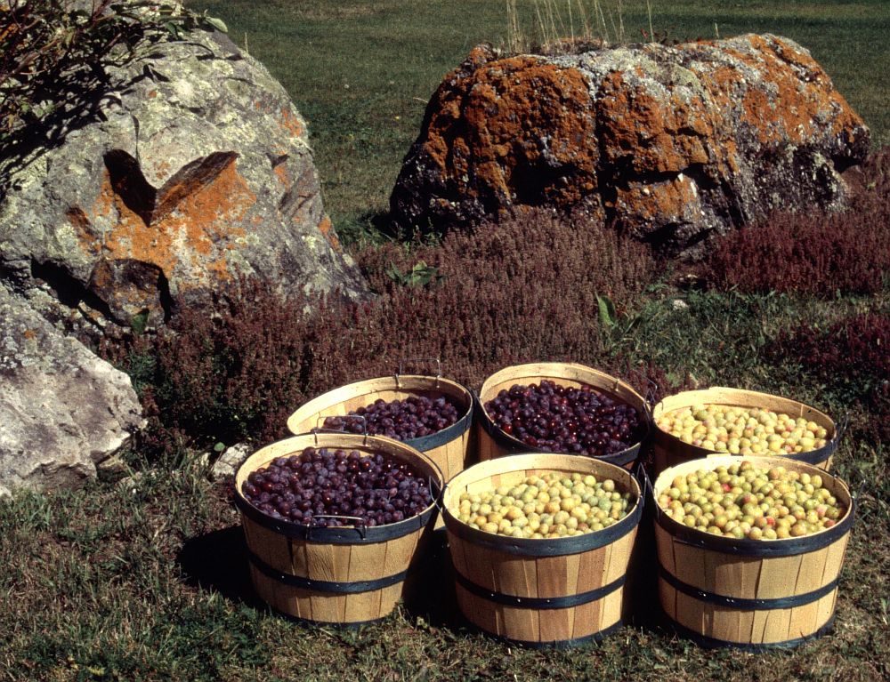 Three wooden baskets full of yellow Damascus plums and three of blue ones