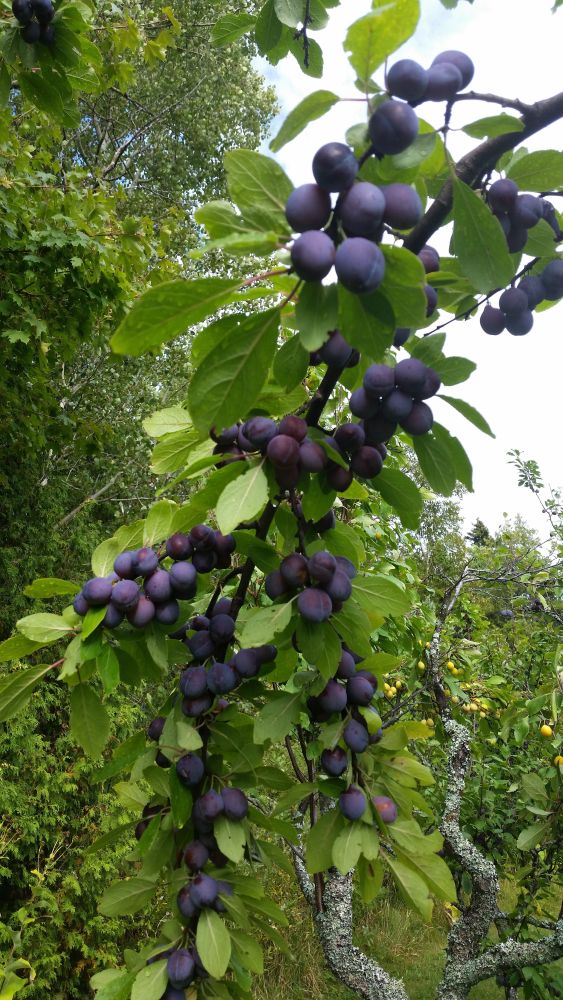 A plum tree branch laden with blue fruits