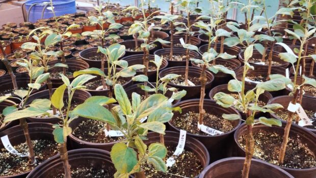 Dozens of apple and pear trees grafts in individual pots