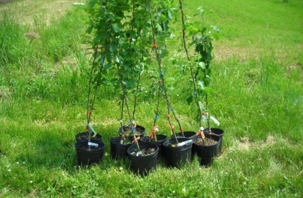 Grafted apple trees a few years old in individual pots