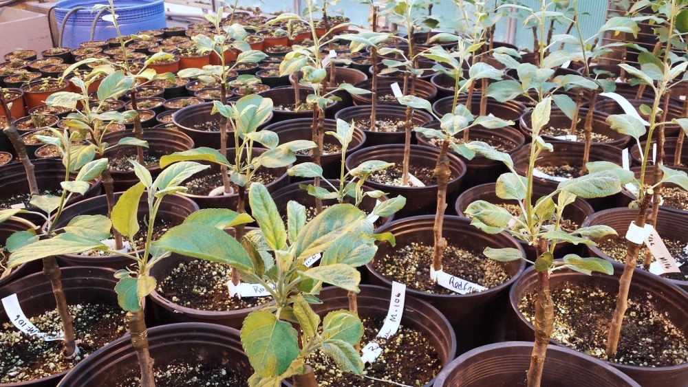 Dozens of apple and pear trees grafts in individual pots