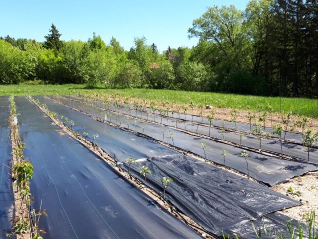 Young fruit trees planted in a field