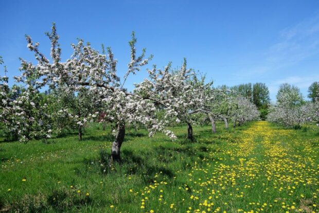 Rows of flowering fruit trees in an orchard
