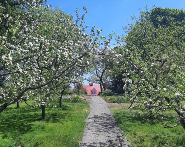 An alley lined with blossoming fruit trees, in the background the red roof of a house
