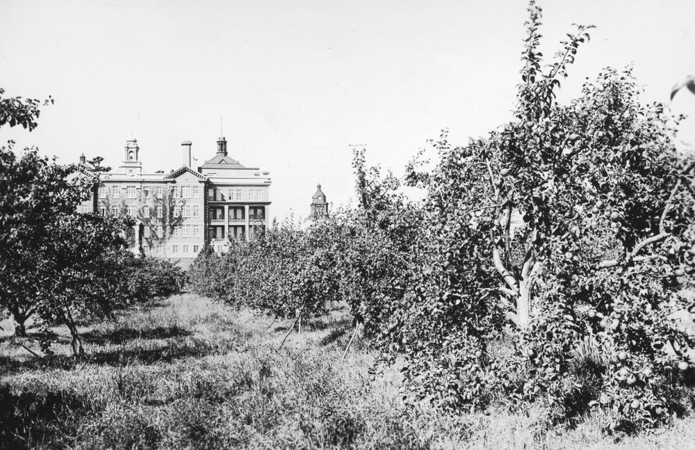 An orchard in front of an old four-storey building with a little steeple