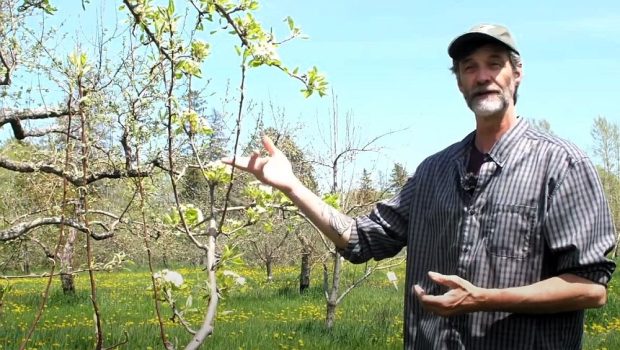 A man is standing next to an apple tree in bloom