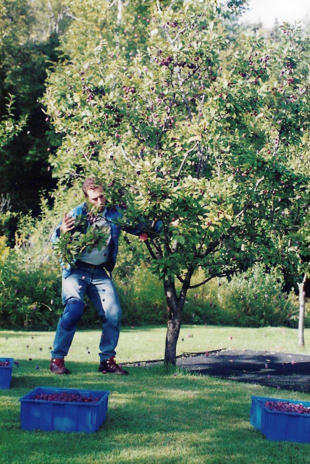 A man shakes the trunk of a plum tree, and plums fall to the ground.