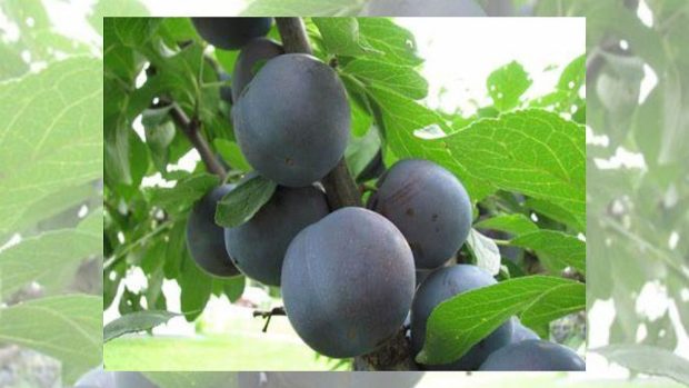 Mount Royal plums