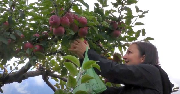 A young woman picks an apple