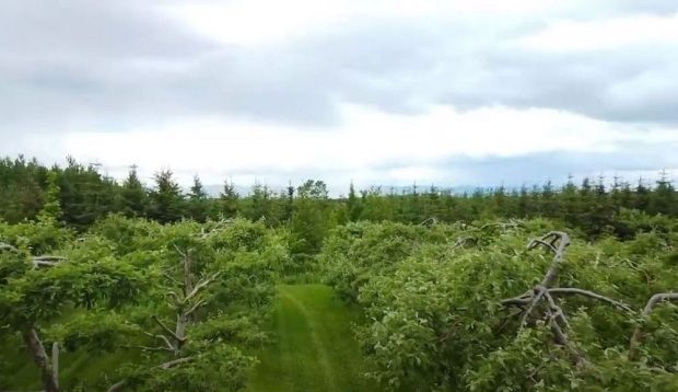 Aerial shot of an orchard