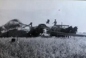 Two horses in a field pulling thresher while man shovels hay into feeder and a cloud of seeds blowing out of the back.