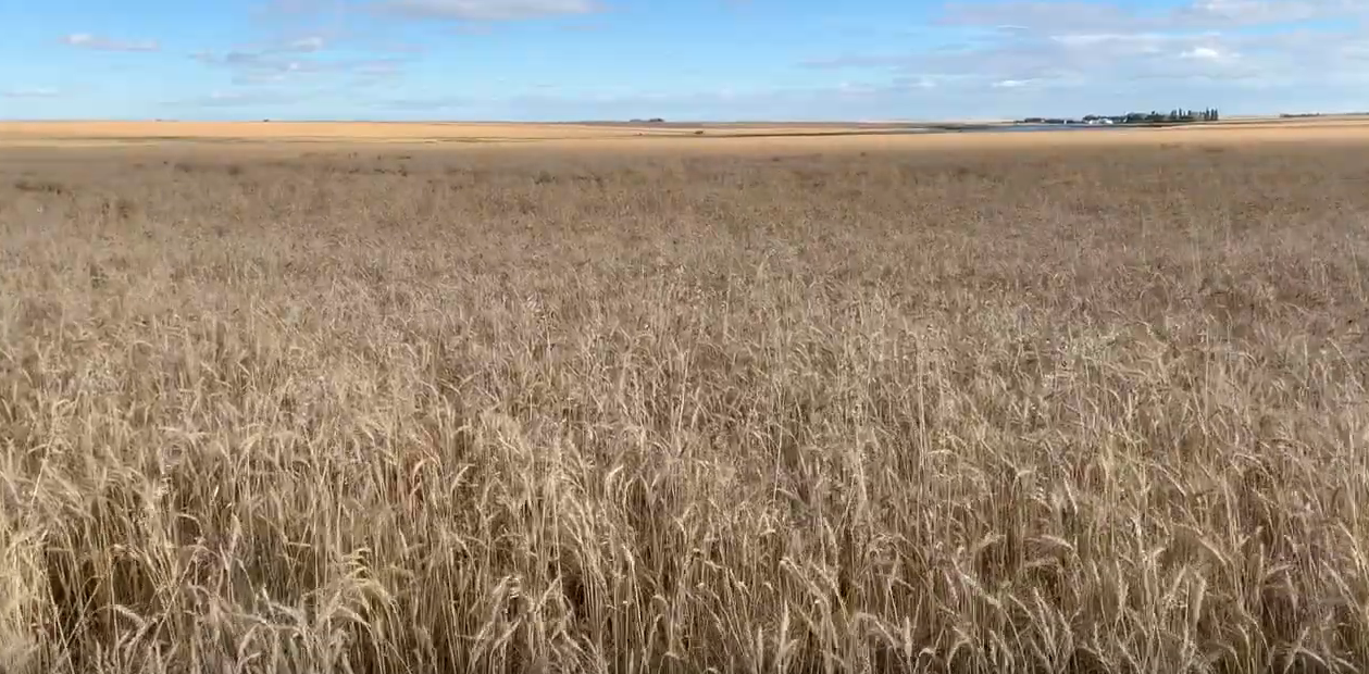 Field of golden wheat with wide blue sky