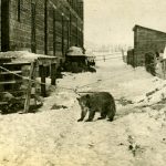 Emilio Picariello, right, and Charles Lassandro pose with a pet bear at Coleman, Alberta, ca 1920.